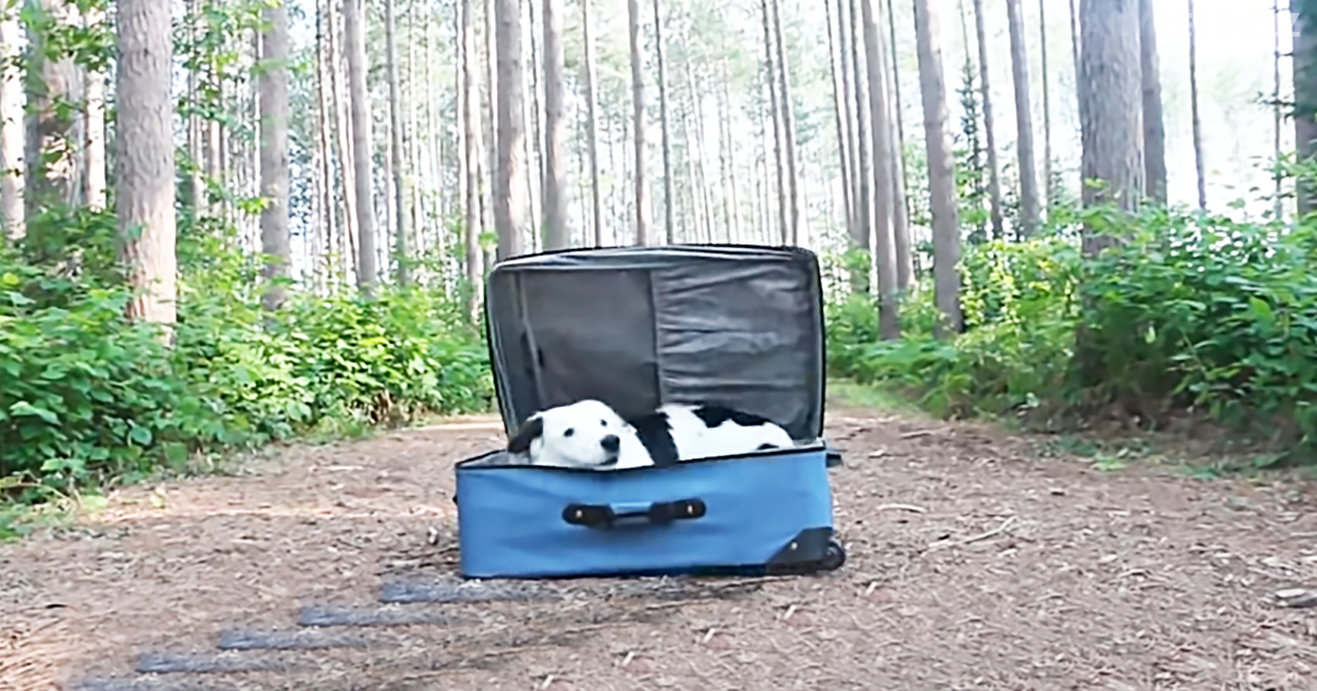 This Talented Traveling Collie Has Some Awesome Talents Including Roasting Marshmallows