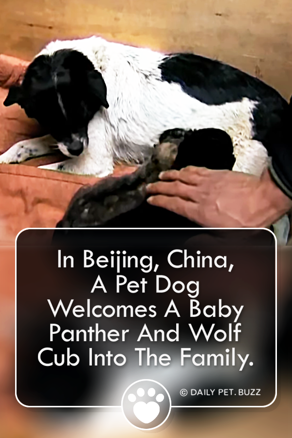 In Beijing, China, A Pet Dog Welcomes A Baby Panther And Wolf Cub Into The Family.