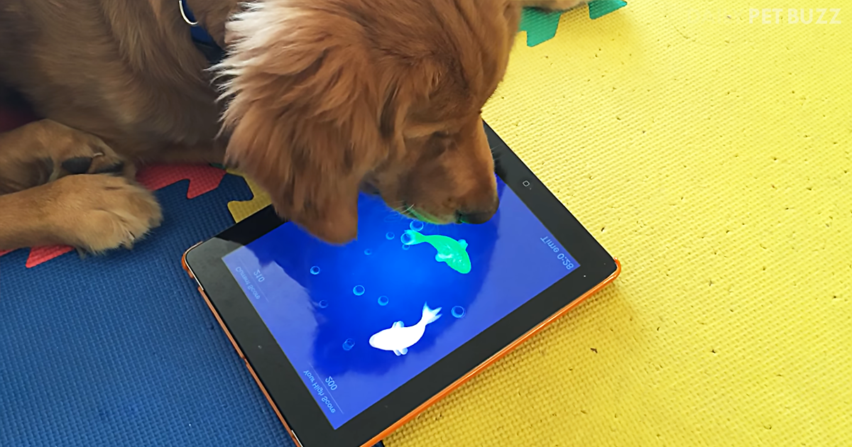 Golden Retriever Puppy Loves Playing This Game On The iPad