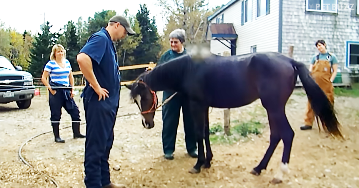 Benny The Horse Was Left To Starve But His Recovery At Last Stop Horse Rescue Is Brilliant