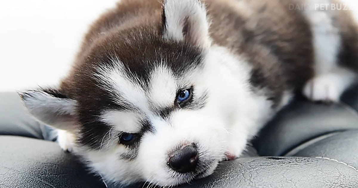 Brighten Your Day Instantly With These Puppies, Puppies, And More Puppies