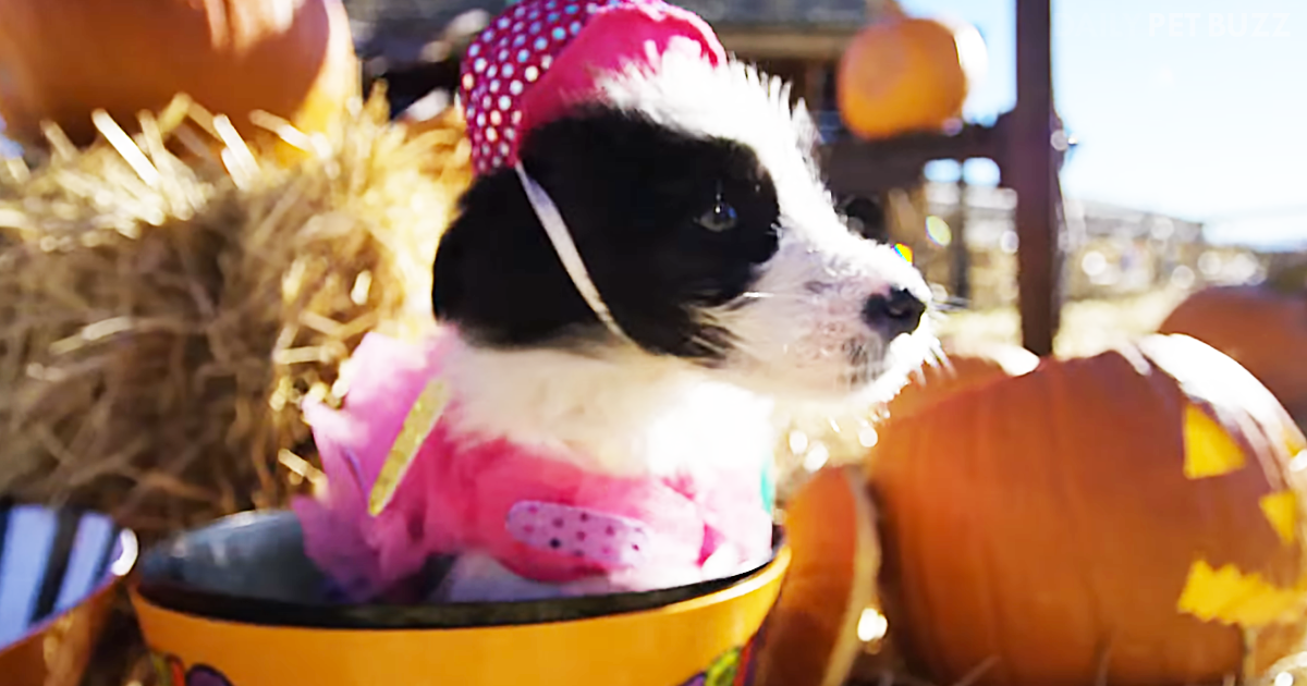 Costumed Puppies Take Over Pumpkin Patch In Adorable Halloween Themed Photo Shoot