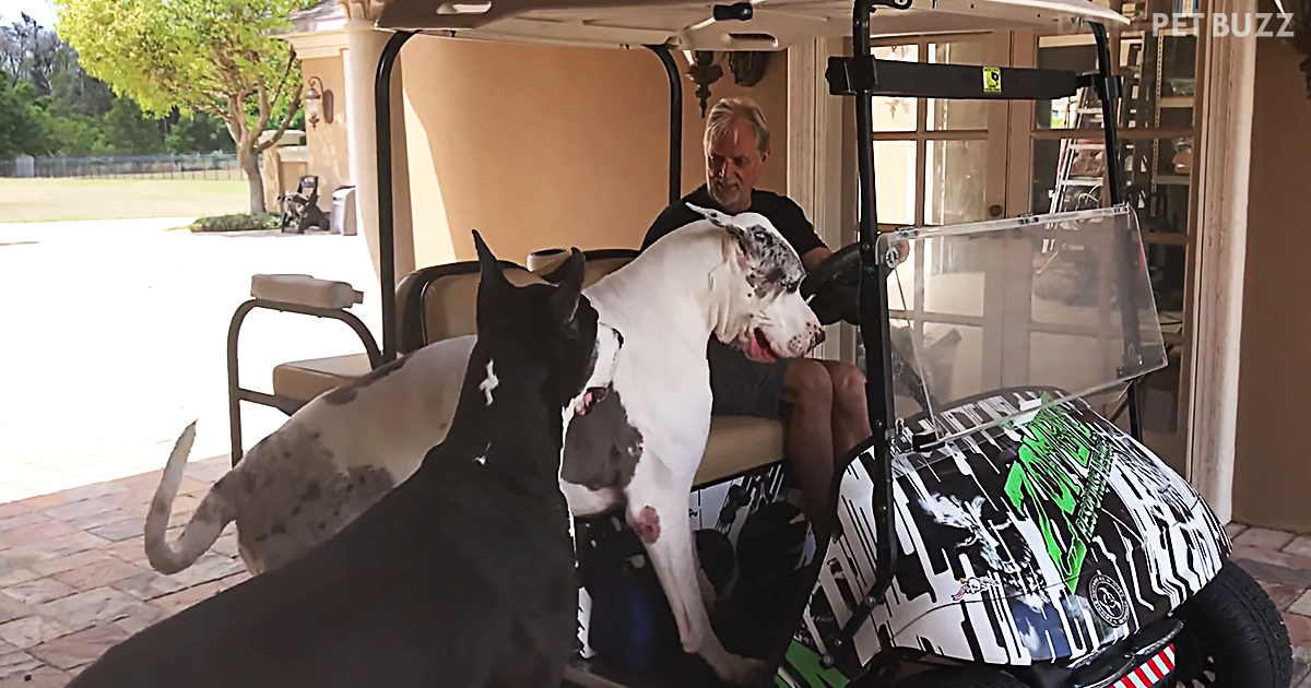 Two Great Danes Argue Over Who Gets To Sit In The Front Seat Of The Golf Cart With Dad