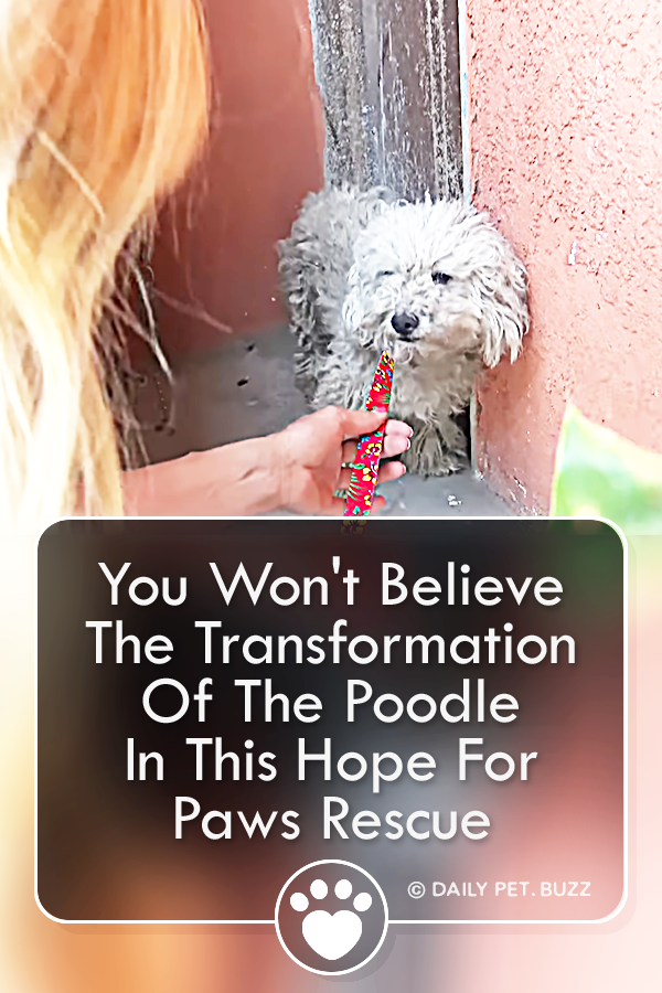 You Won\'t Believe The Transformation Of The Poodle In This Hope For Paws Rescue