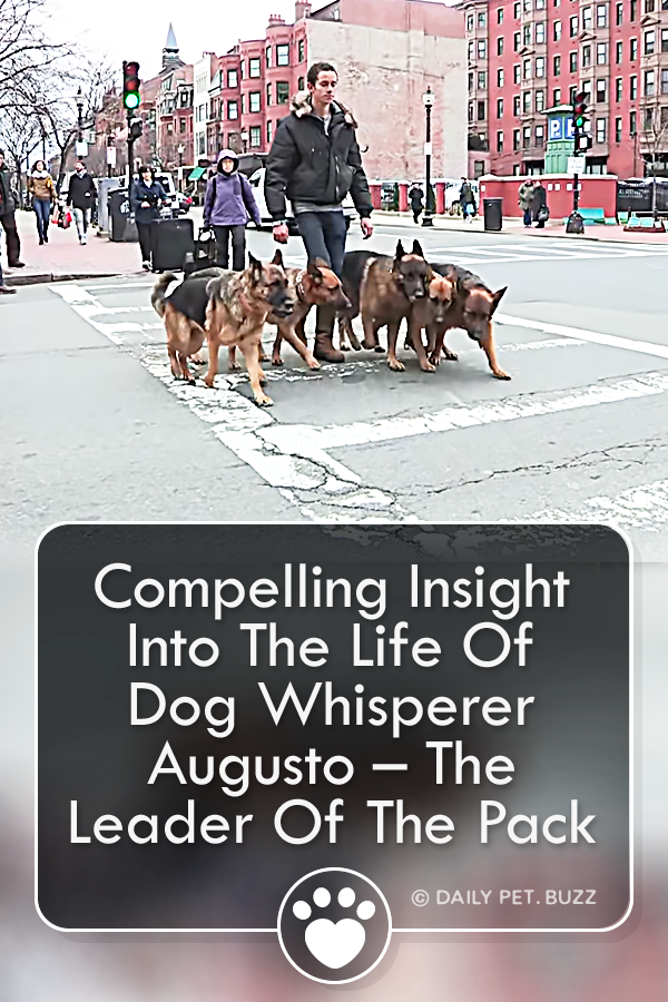 Compelling Insight Into The Life Of Dog Whisperer Augusto – The Leader Of The Pack