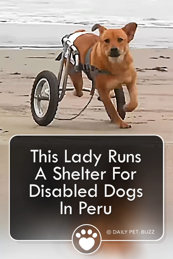 This Lady Runs A Shelter For Disabled Dogs In Peru