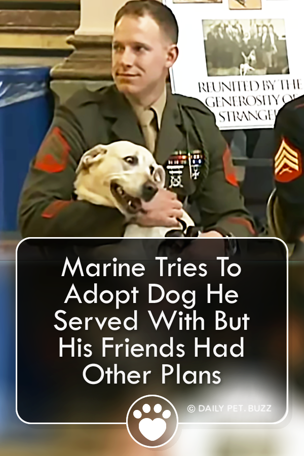 Marine Tries To Adopt Dog He Served With But His Friends Had Other Plans