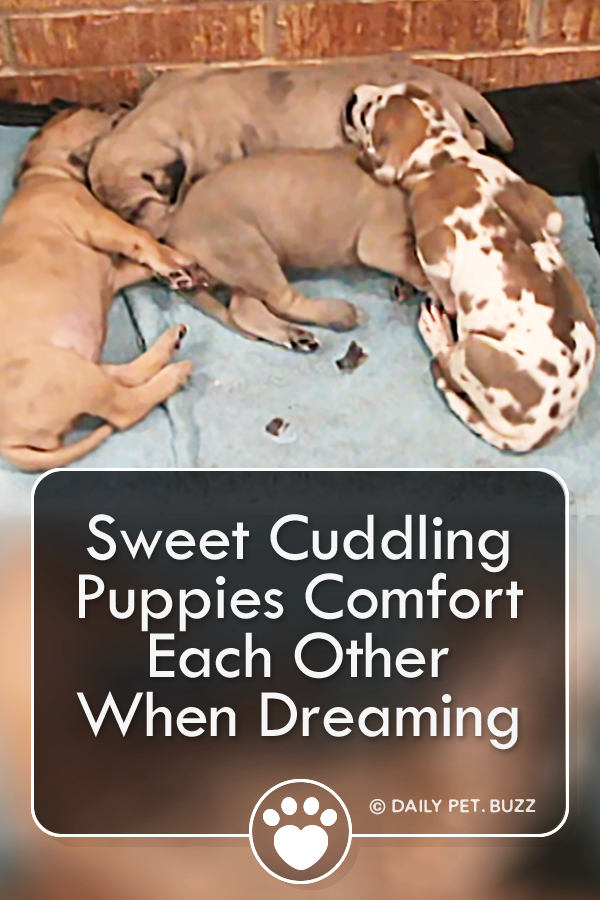 Sweet Cuddling Puppies Comfort Each Other When Dreaming