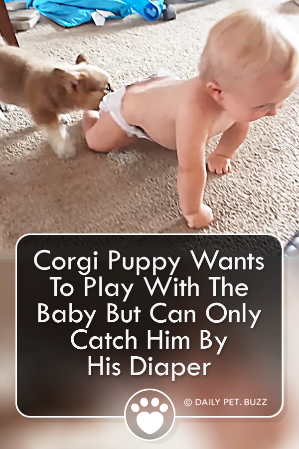Corgi Puppy Wants To Play With The Baby But Can Only Catch Him By His Diaper