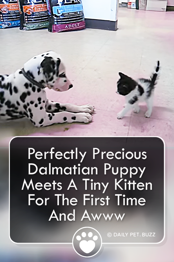 Perfectly Precious Dalmatian Puppy Meets A Tiny Kitten For The First Time And Awww