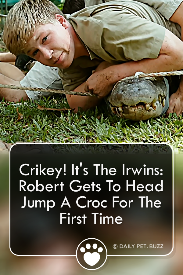 Crikey! It\'s The Irwins: Robert Gets To Head Jump A Croc For The First Time