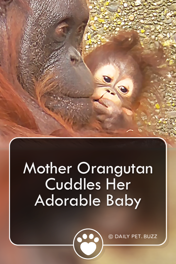 Mother Orangutan Cuddles Her Adorable Baby