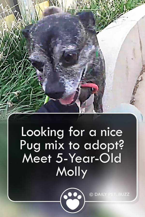 Looking for a nice Pug mix to adopt? Meet 5-Year-Old Molly