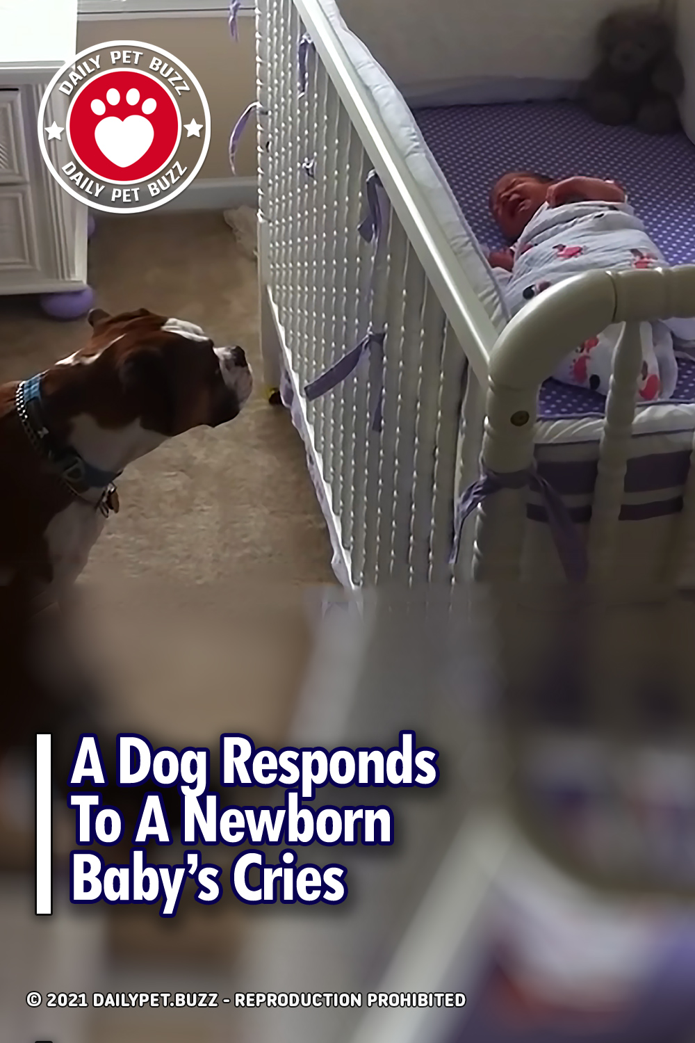 A Dog Responds To A Newborn Baby’s Cries