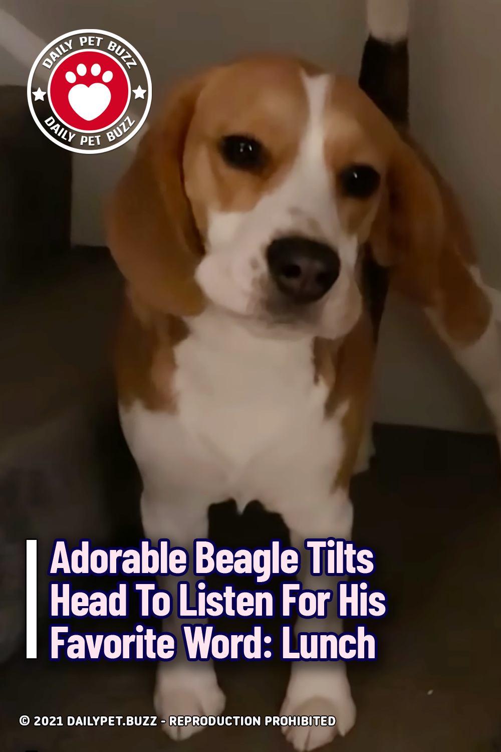 Adorable Beagle Tilts Head To Listen For His Favorite Word: Lunch