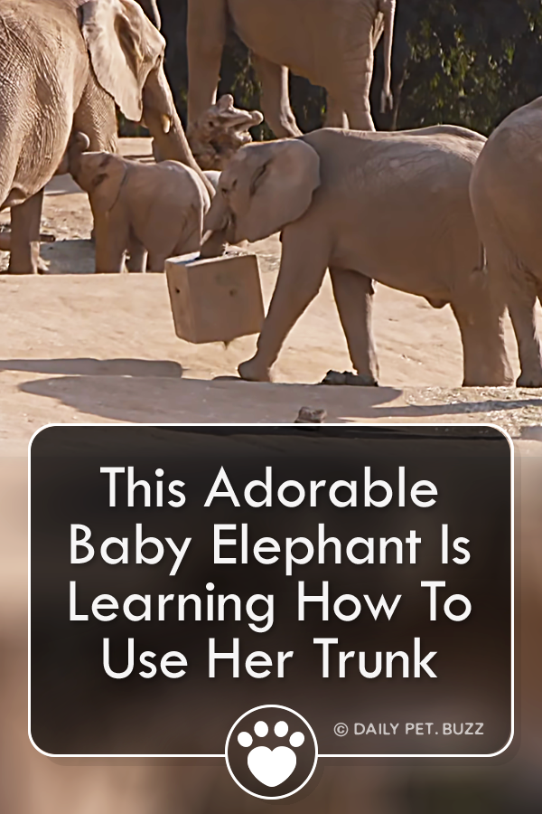 This Adorable Baby Elephant Is Learning How To Use Her Trunk
