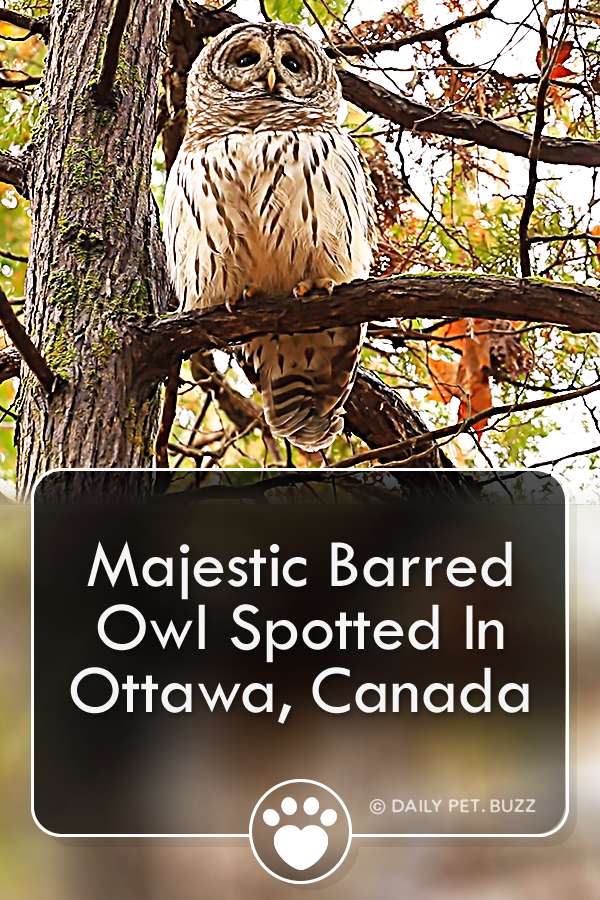 Majestic Barred Owl Spotted In Ottawa, Canada
