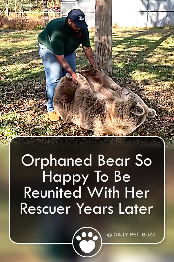 Orphaned Bear So Happy To Be Reunited With Her Rescuer Years Later