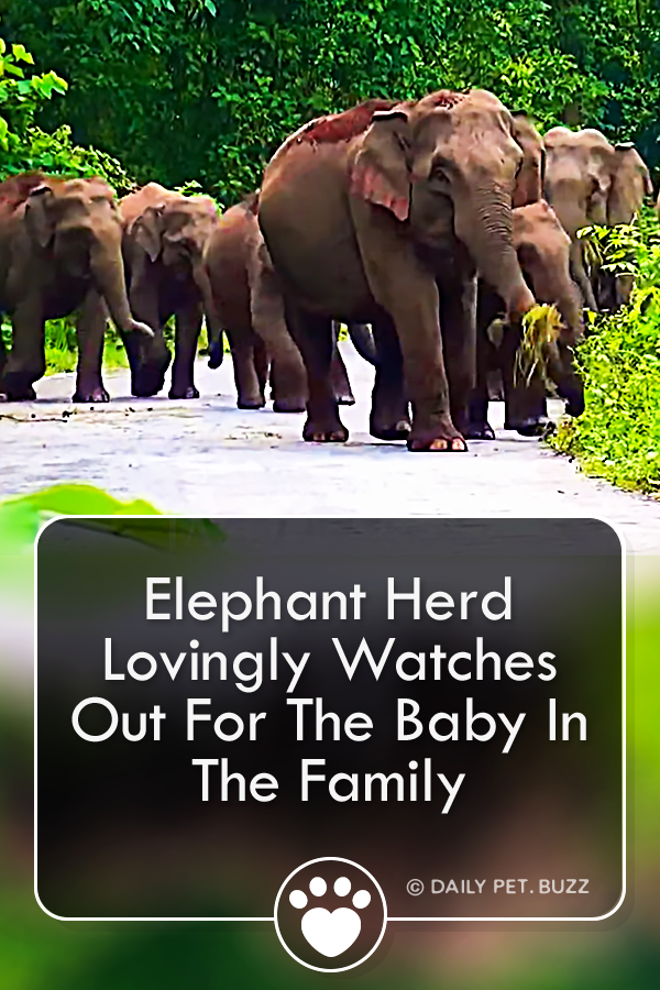 Elephant Herd Lovingly Watches Out For The Baby In The Family