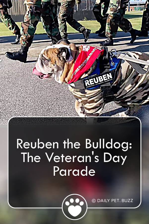 Reuben The Bulldog Rode A Parade Float And Charmed The Audience