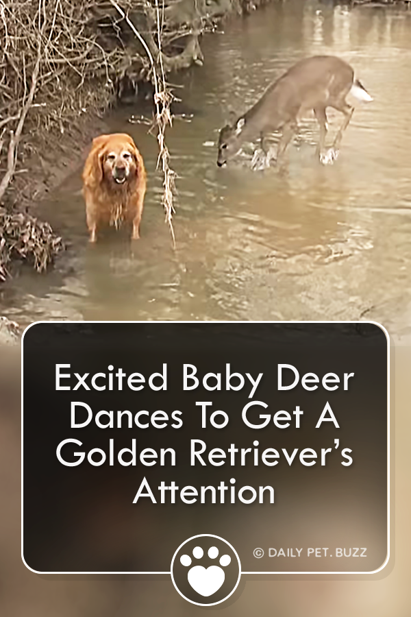Excited Baby Deer Dances To Get A Golden Retriever’s Attention