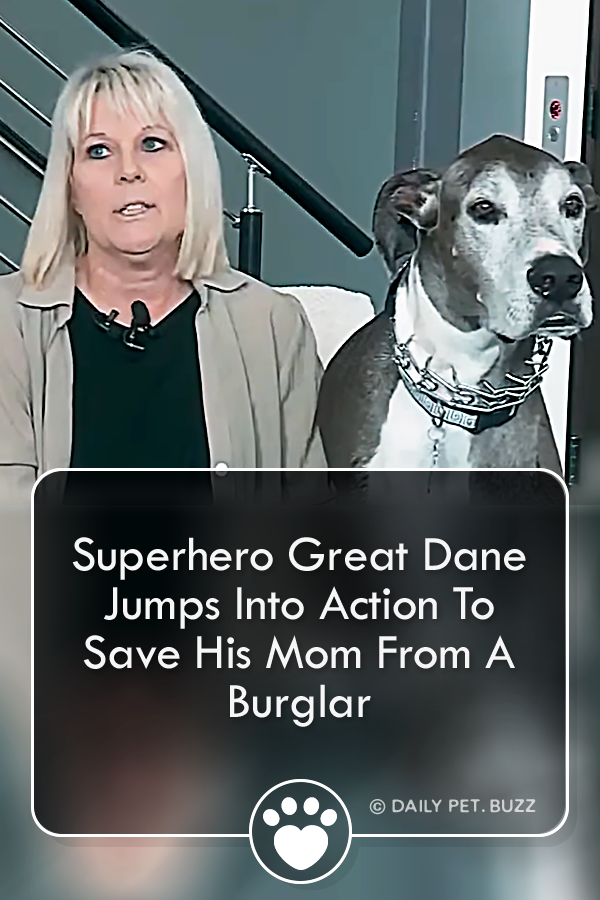 Superhero Great Dane Jumps Into Action To Save His Mom From A Burglar