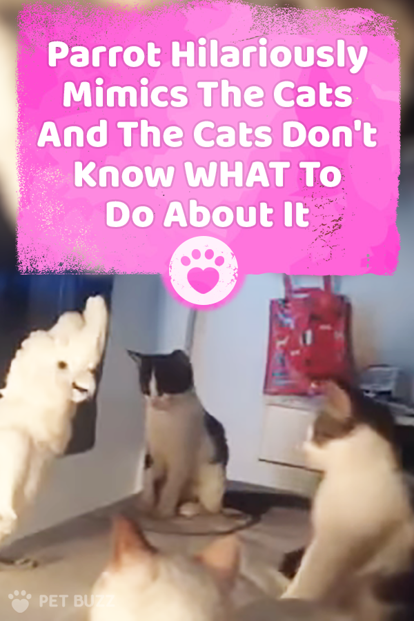 Parrot Hilariously Mimics The Cats And The Cats Don\'t Know WHAT To Do About It