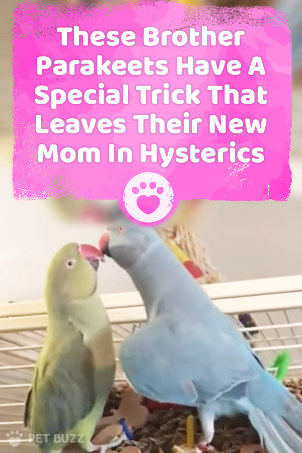 These Brother Parakeets Have A Special Trick That Leaves Their New Mom In Hysterics