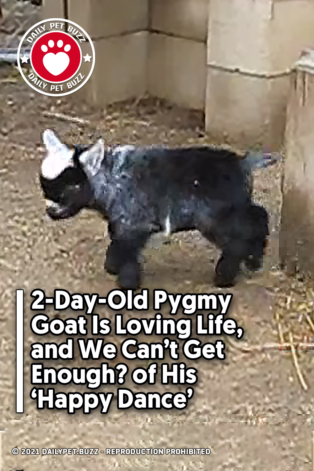 2-Day-Old Pygmy Goat Is Loving Life, and We Can\'t Get Enough  of His \'Happy Dance\'