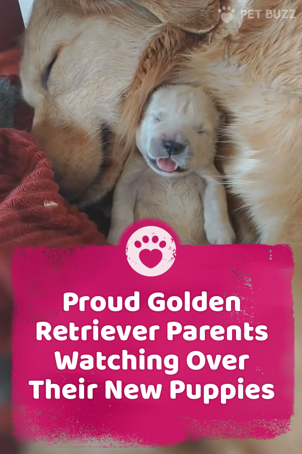 Proud Golden Retriever Parents Watching Over Their New Puppies