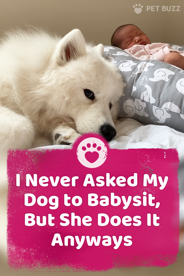 Samoyed Is Baby’s Self-Appointed Nannie, And It’s The Sweetest Thing