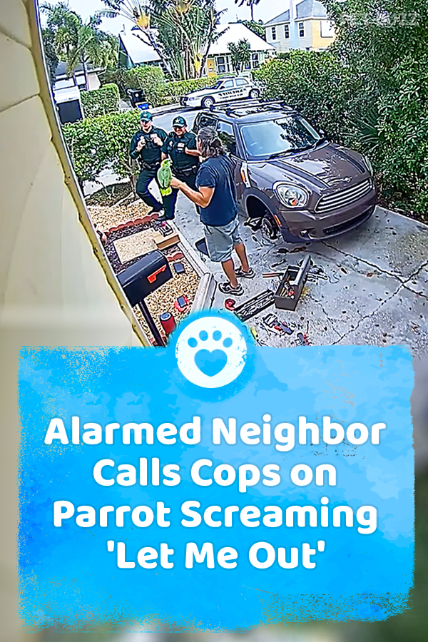 Alarmed Neighbor Calls Cops on Parrot Screaming \'Let Me Out\'