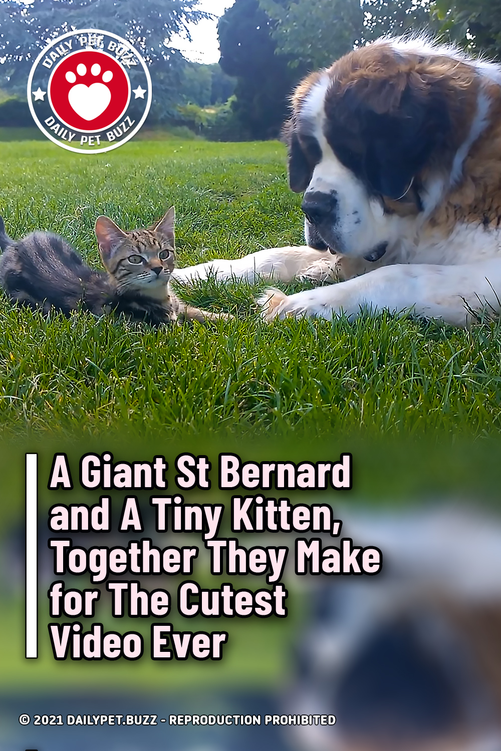 A Giant St Bernard and A Tiny Kitten, Together They Make for The Cutest Video Ever
