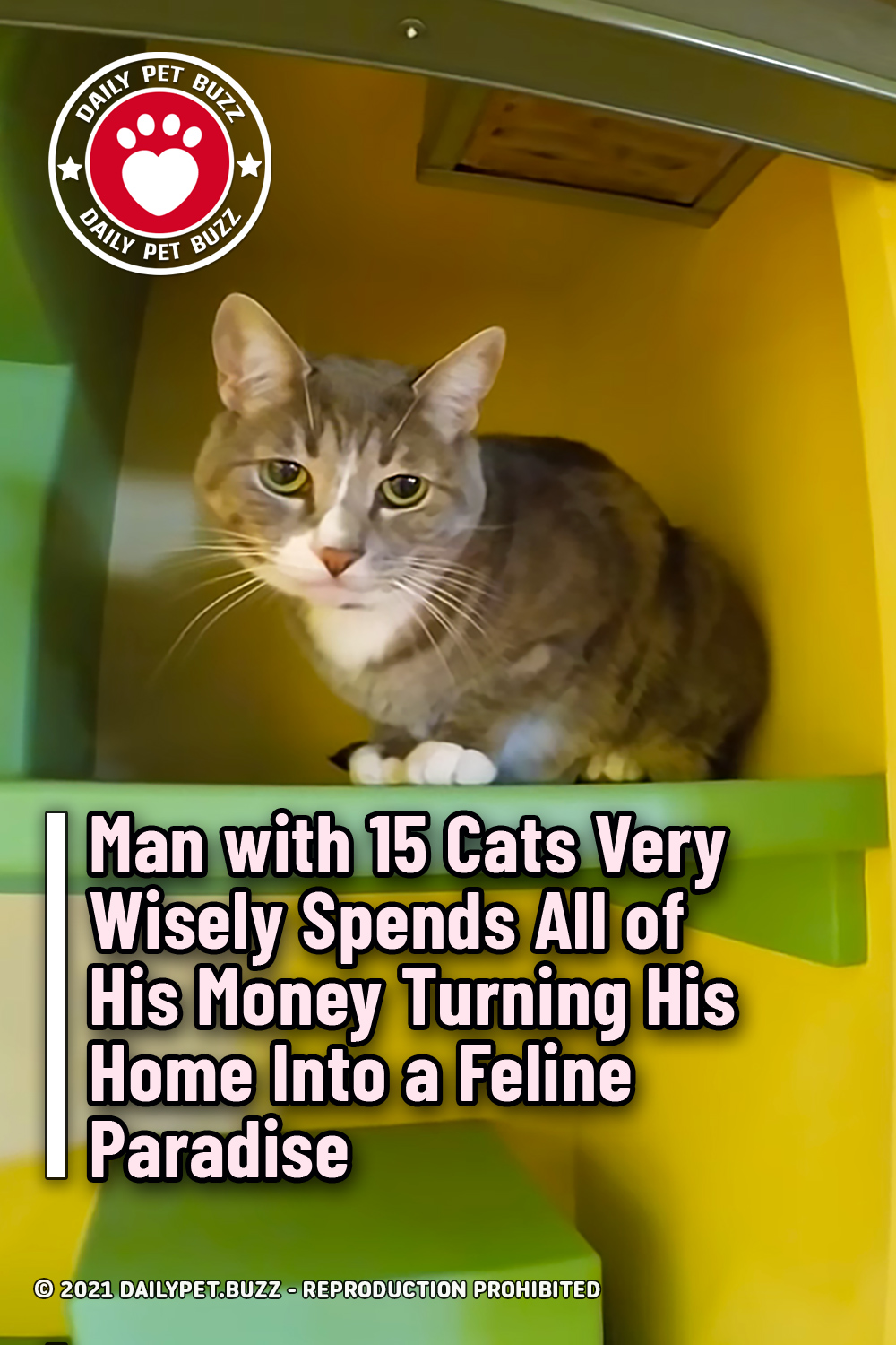 Man with 15 Cats Very Wisely Spends All of His Money Turning His Home Into a Feline Paradise