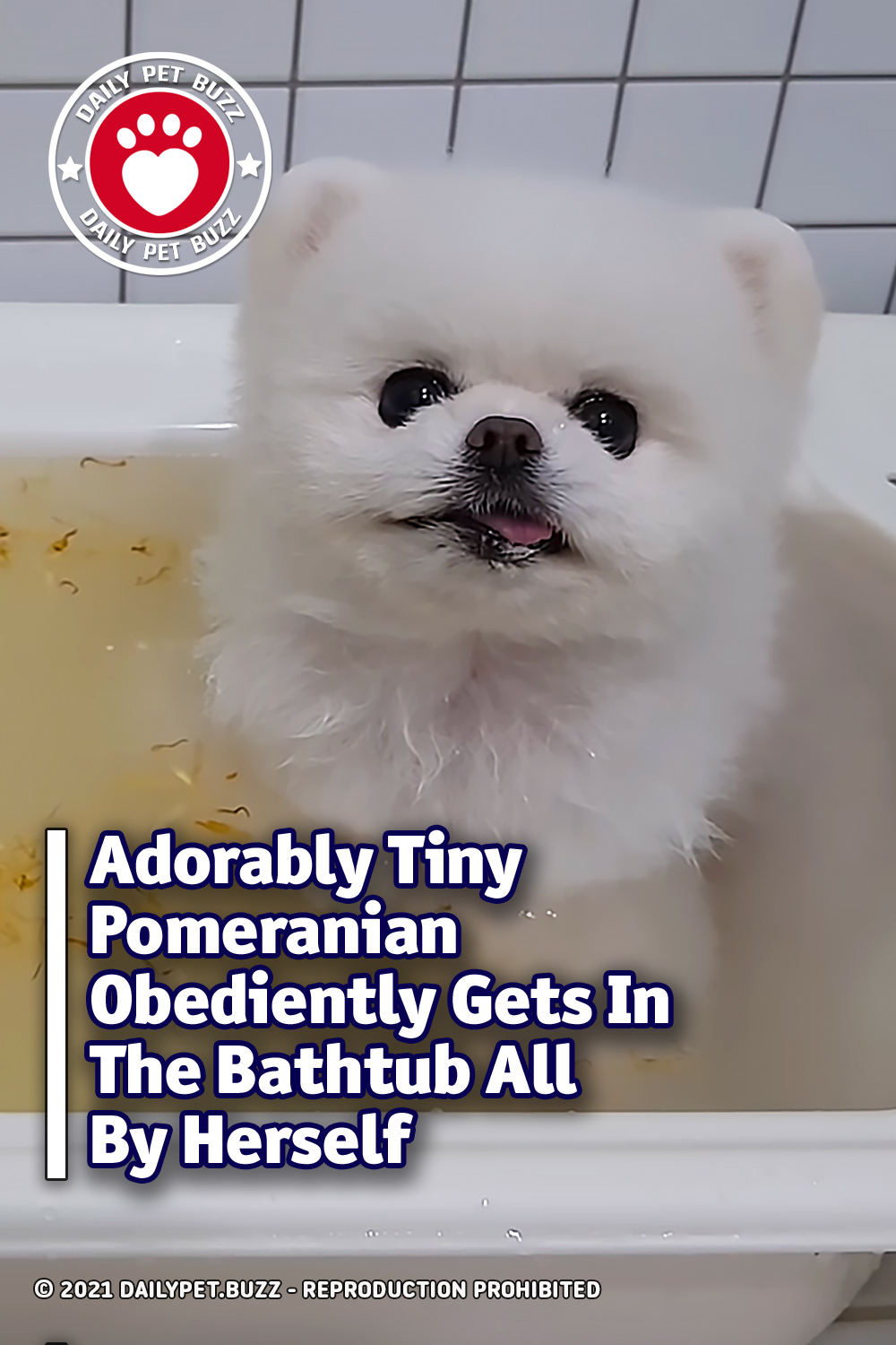 Adorably Tiny Pomeranian Obediently Gets In The Bathtub All By Herself