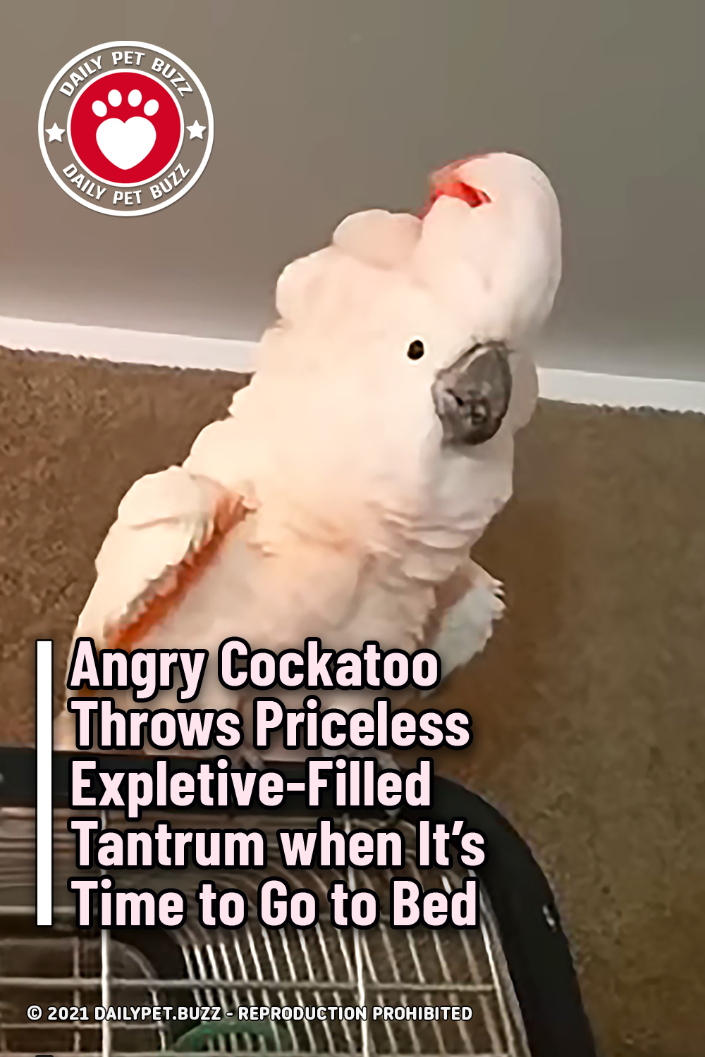 Angry Cockatoo Throws Priceless Expletive-Filled Tantrum when It\'s Time to Go to Bed