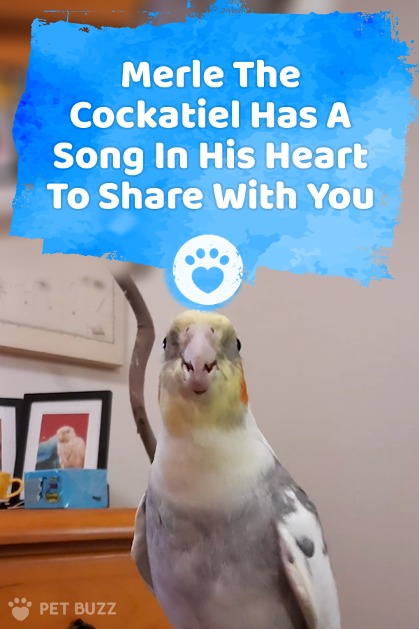 Merle The Cockatiel Has A Song In His Heart To Share With You