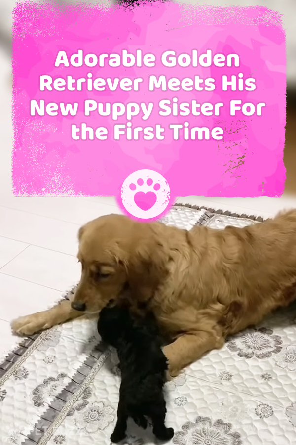 Adorable Golden Retriever Meets His New Puppy Sister For the First Time