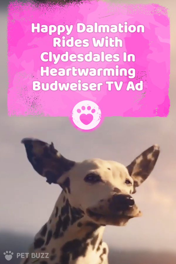 Happy Dalmation Rides With Clydesdales In Heartwarming Budweiser TV Ad