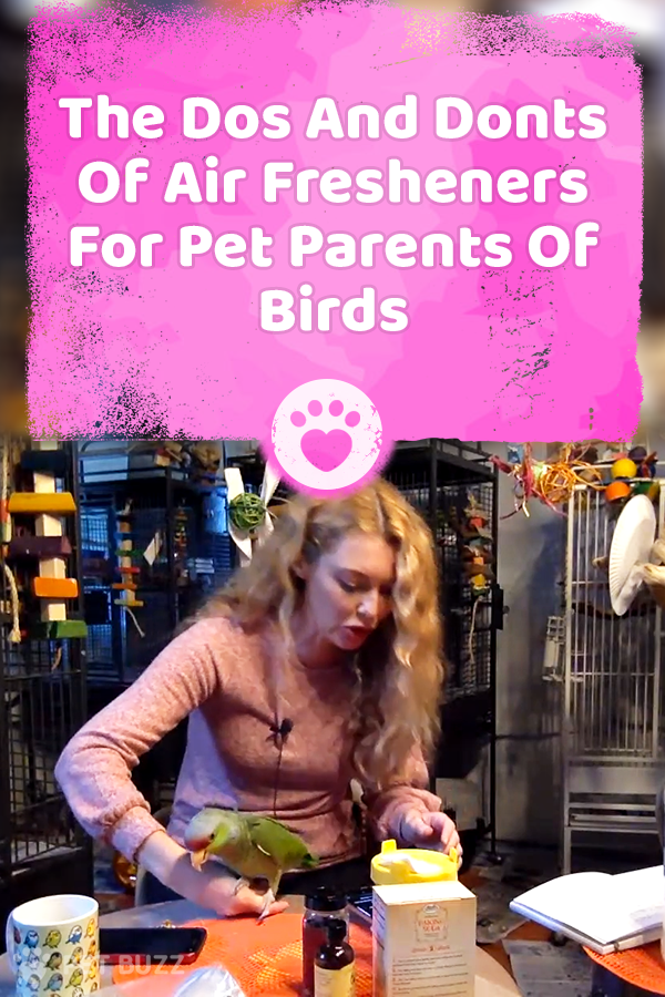 The Dos And Donts Of Air Fresheners For Pet Parents Of Birds