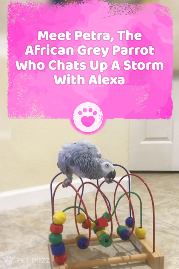 Meet Petra, The African Grey Parrot Who Chats Up A Storm With Alexa
