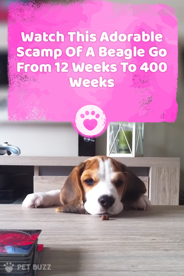 Watch This Adorable Scamp Of A Beagle Go From 12 Weeks To 400 Weeks