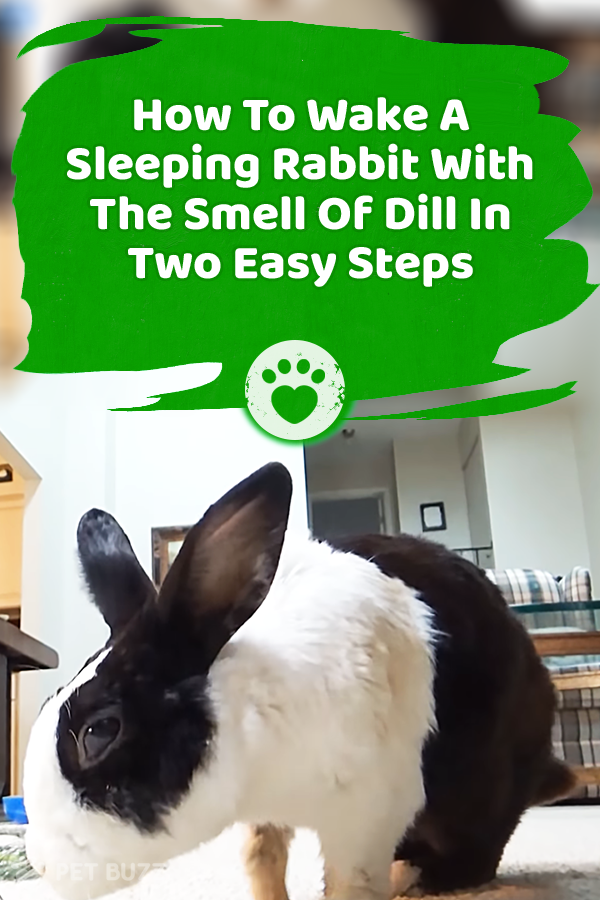 How To Wake A Sleeping Rabbit With The Smell Of Dill In Two Easy Steps