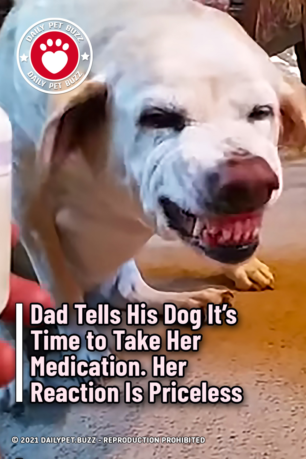 Dad Tells His Dog It\'s Time to Take Her Medication. Her Reaction Is Priceless