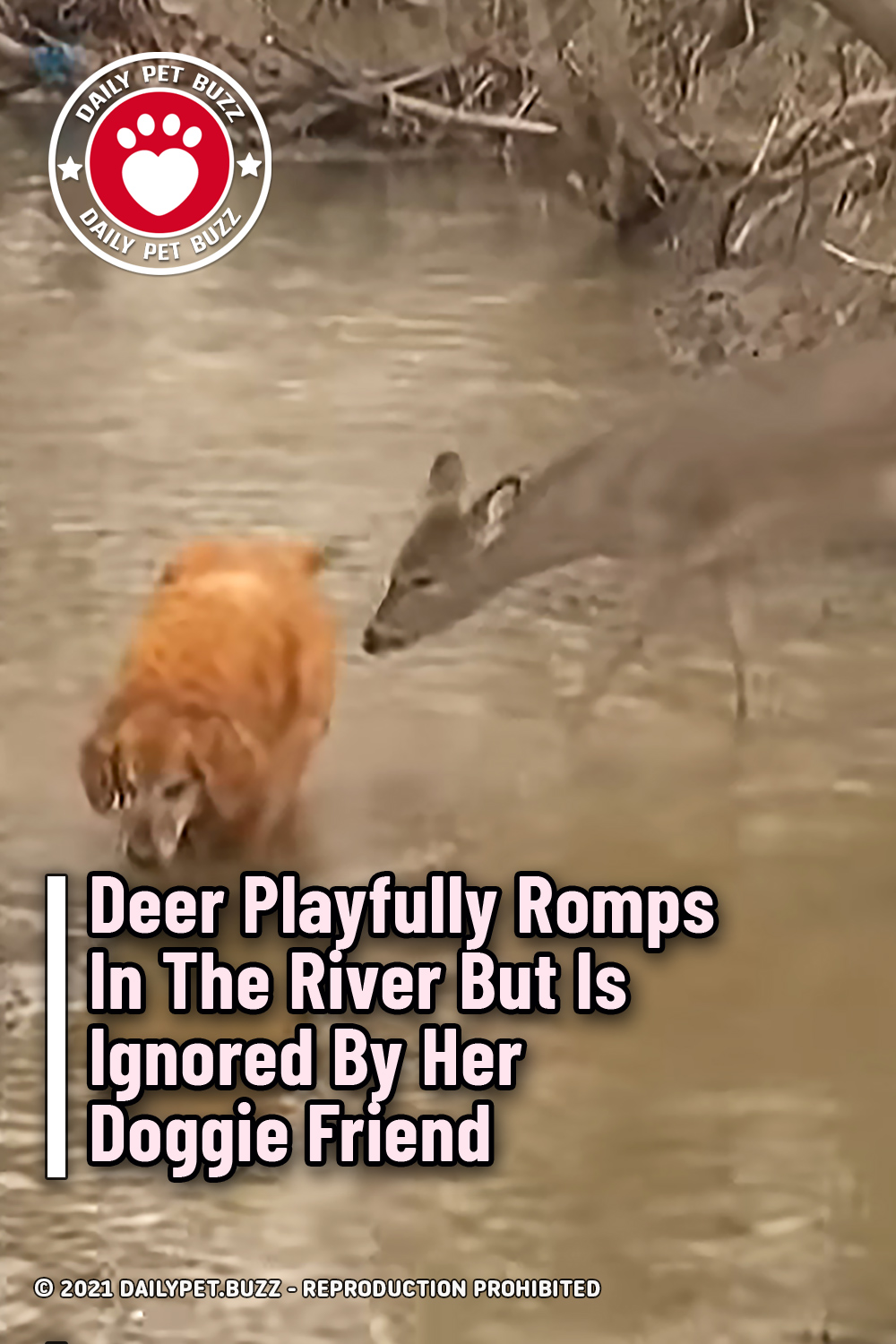 Deer Playfully Romps In The River But Is Ignored By Her Doggie Friend