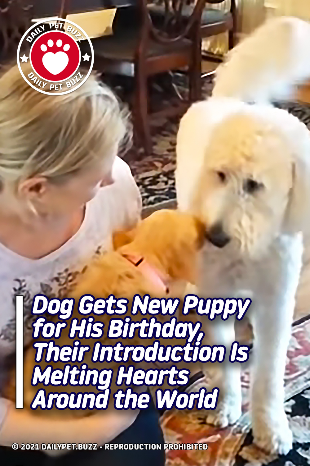 Dog Gets New Puppy for His Birthday, Their Introduction Is Melting Hearts Around the World