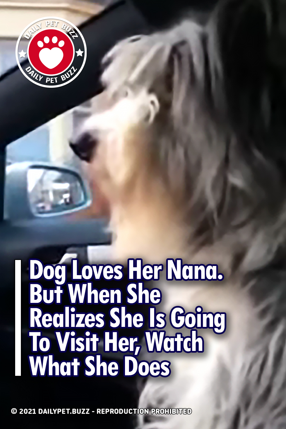 Dog Loves Her Nana. But When She Realizes She Is Going To Visit Her, Watch What She Does