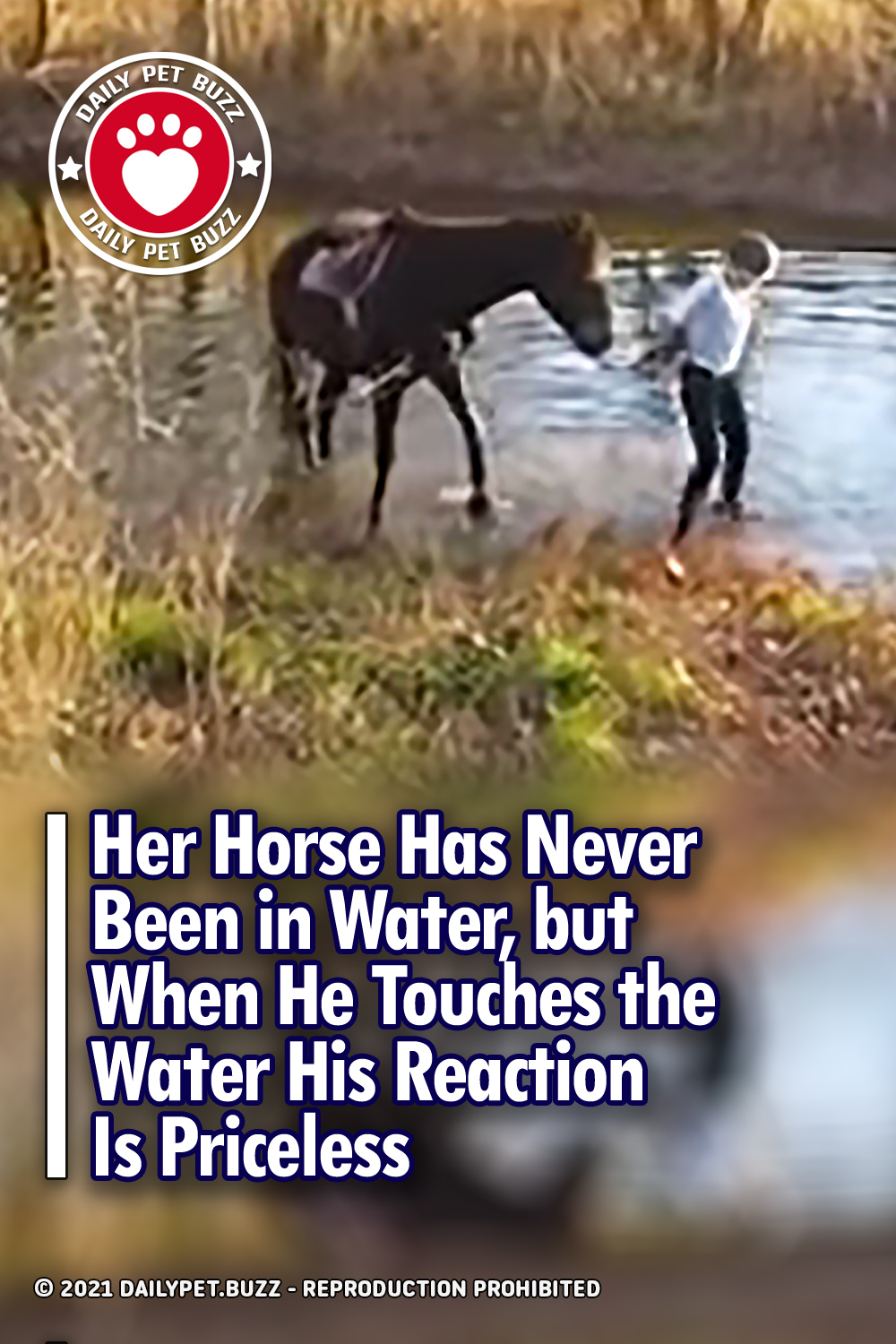 Her Horse Has Never Been in Water, but When He Touches the Water His Reaction Is Priceless
