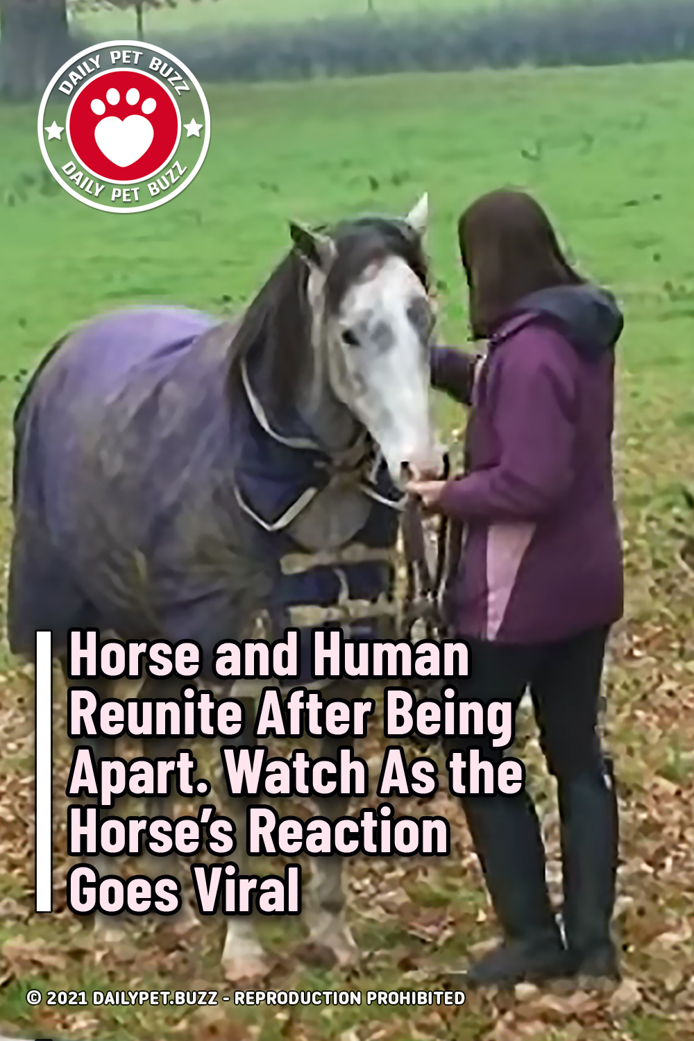 Horse and Human Reunite After Being Apart. Watch As the Horse’s Reaction Goes Viral