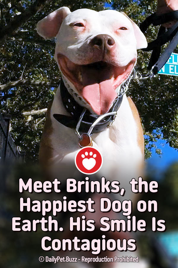 Meet Brinks, the Happiest Dog on Earth. His Smile Is Contagious